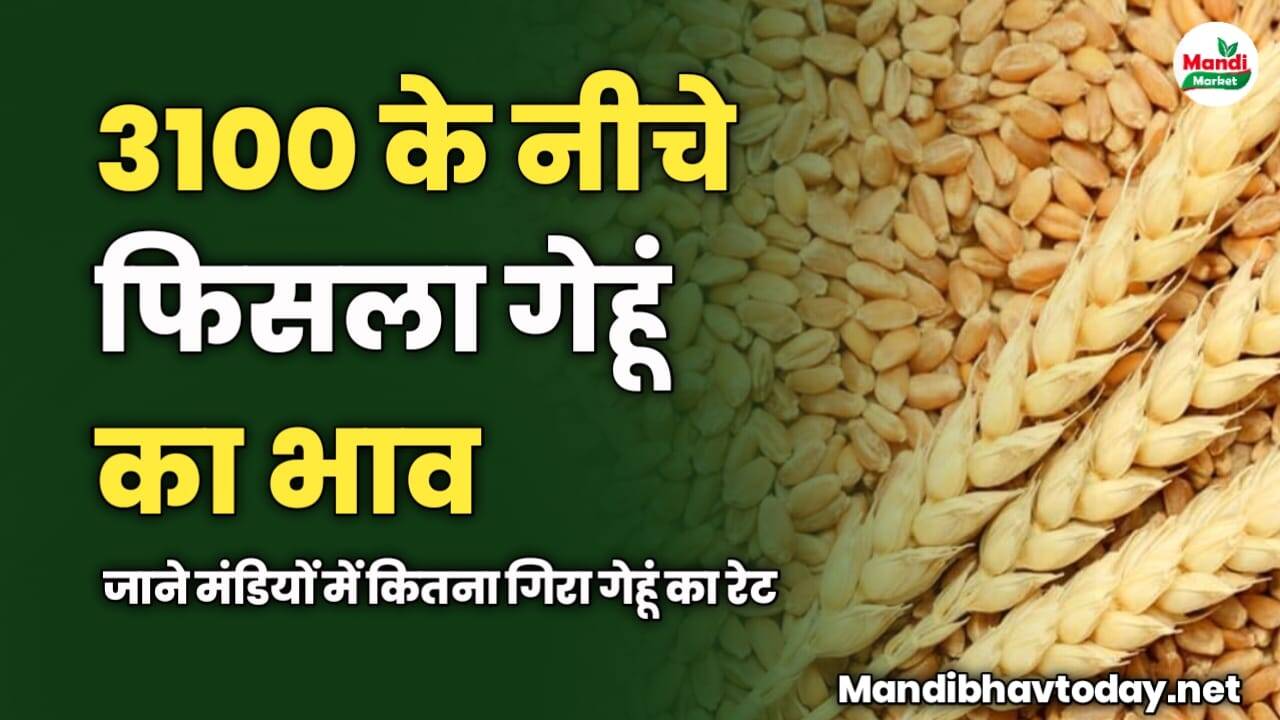 3100 के नीचे फिसला गेहूं का भाव | जाने मंडियों में कितना गिरा गेहूं का रेट