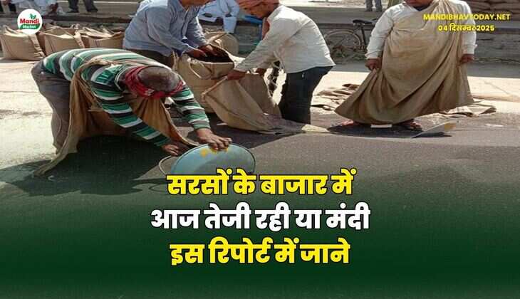 सरसों के बाजार में आज तेजी रही या मंदी | इस रिपोर्ट में जाने