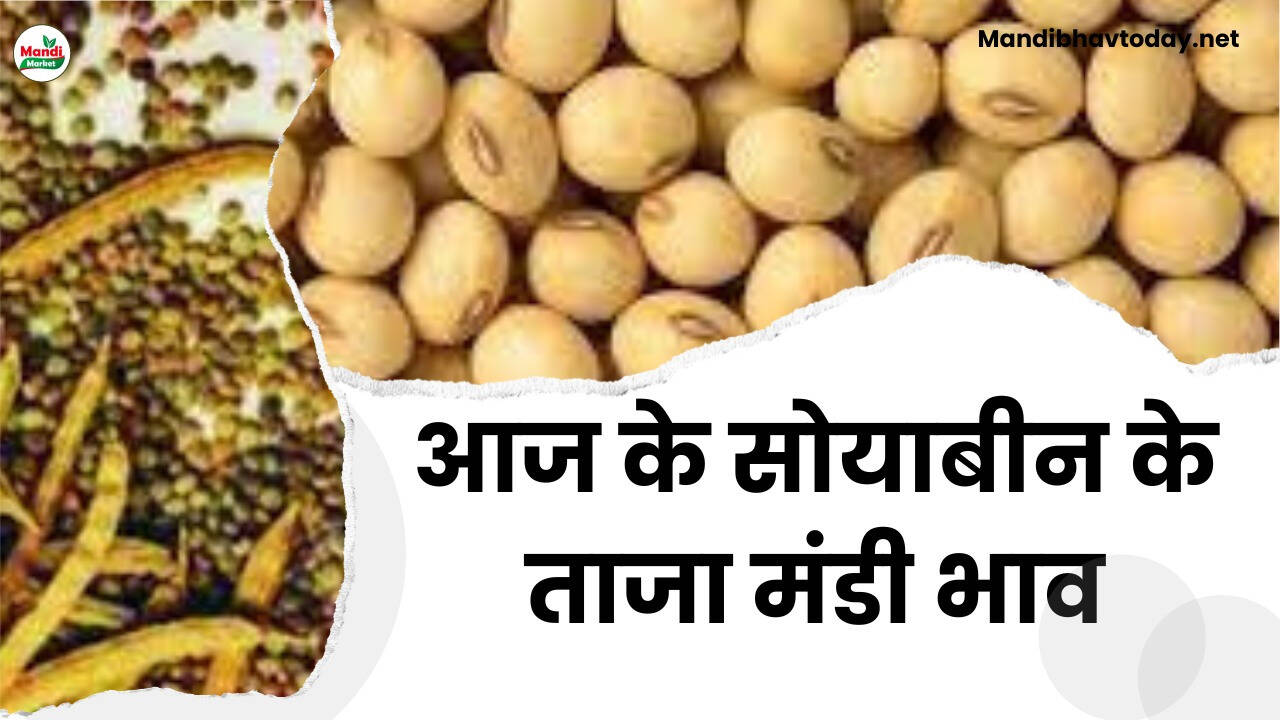 आज के सोयाबीन के ताजा मंडी भाव।