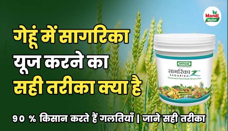 गेहूं में सागरिका कैसे डाले 