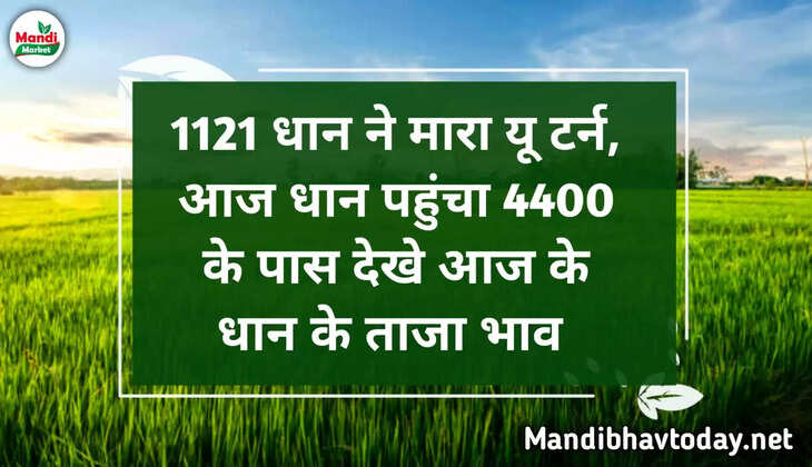 1121 धान ने मारा यू टर्न, आज धान पहुंचा 4400 के पास देखे आज के धान के ताजा मंडी भाव 11 नवम्बर 2022 