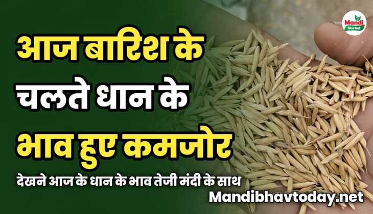 बारिश के चलते धान के भाव हुए कमजोर | देखने आज के धान के भाव तेजी मंदी के साथ