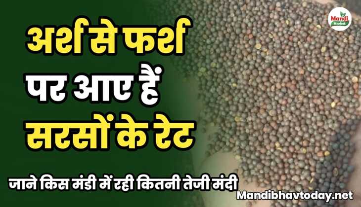 अर्श से फर्श पर आए सरसों के रेट | जाने किस मंडी में रही कितनी तेजी मंदी