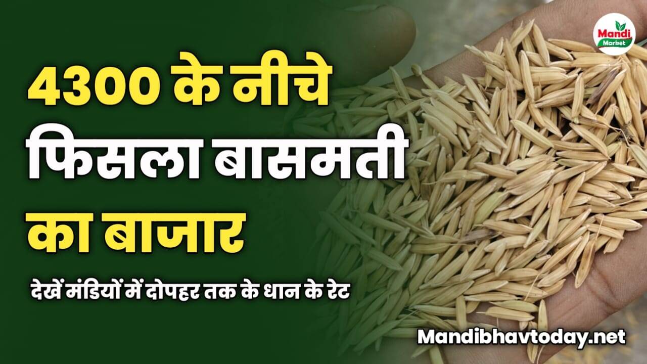 4300 के नीचे फिसला बासमती का बाजार | देखें मंडियों में दोपहर तक के धान के रेट