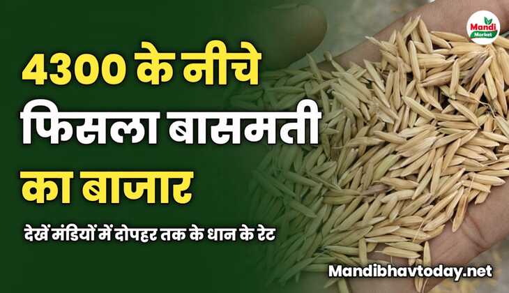 4300 के नीचे फिसला बासमती का बाजार | देखें मंडियों में दोपहर तक के धान के रेट