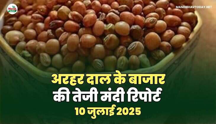 अरहर /तुवर  दाल तेजी मंदी रिपोर्ट -10 जुलाई 2025