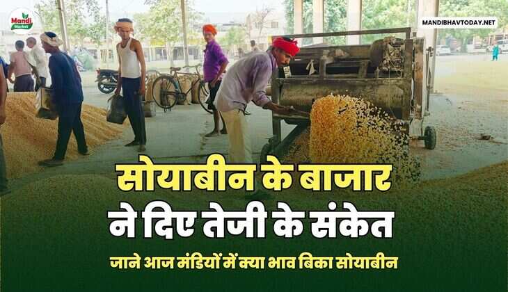 सोयाबीन के बाजार ने दिए तेजी के संकेत | जाने आज मंडियों में क्या भाव बिका सोयाबीन 