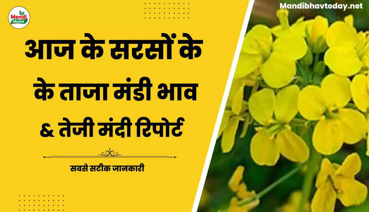  Sarso Live Rate Today 09 Dec 2022 