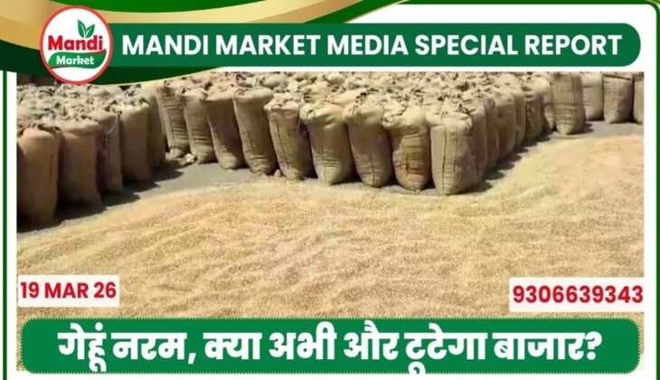 गेहूं नरम, क्या अभी और टूटेगा बाजार?