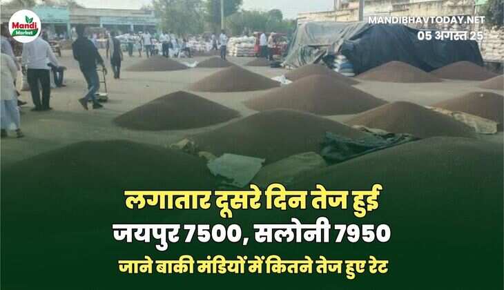 लगातार दूसरे दिन तेज हुई | जयपुर 7500, सलोनी 7950 जाने बाकी मंडियों में कितने तेज हुए रेट