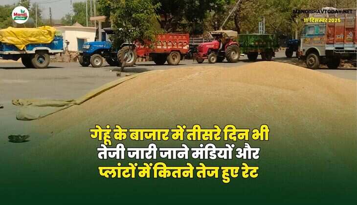 गेहूं के बाजार में तीसरे दिन भी तेजी जारी | जाने मंडियों और प्लांटों में कितने तेज हुए रेट
