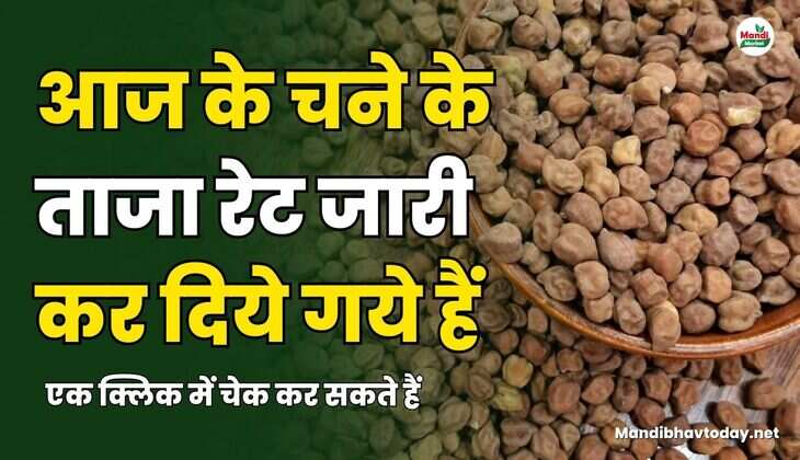 आज के चने के ताजा रेट जारी कर दिये गये हैं | एक क्लिक में चेक कर सकते हैं