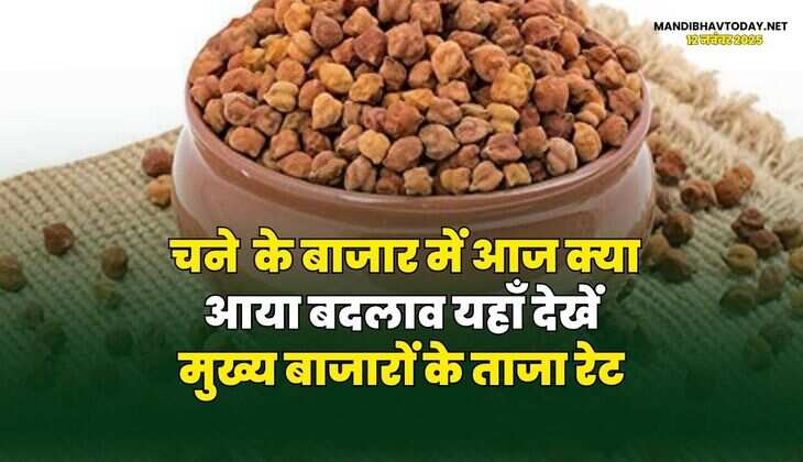 चने के बाजार में आज क्या आया बदलाव | यहाँ देखें मुख्य बाजारों के ताजा रेट