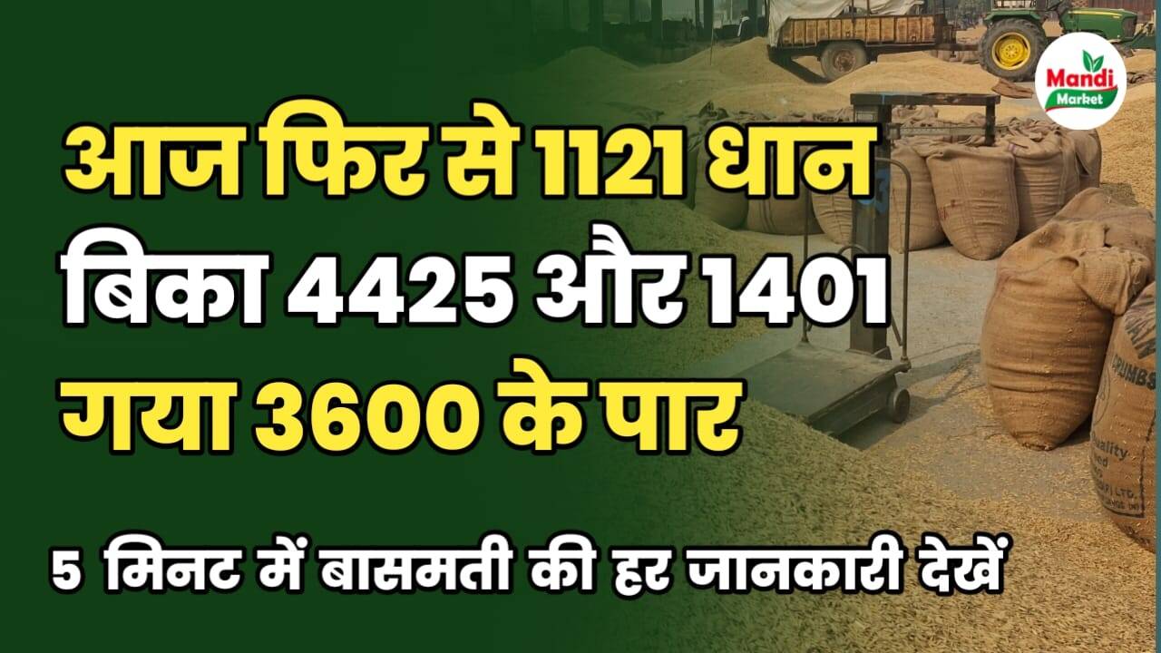 dhan ka rate