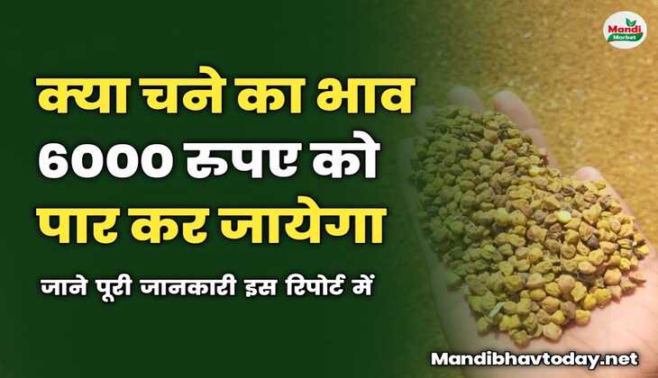 क्या चने का भाव 6000 को पार कर जायेगा | जाने पूरी जानकारी इस रिपोर्ट में 
