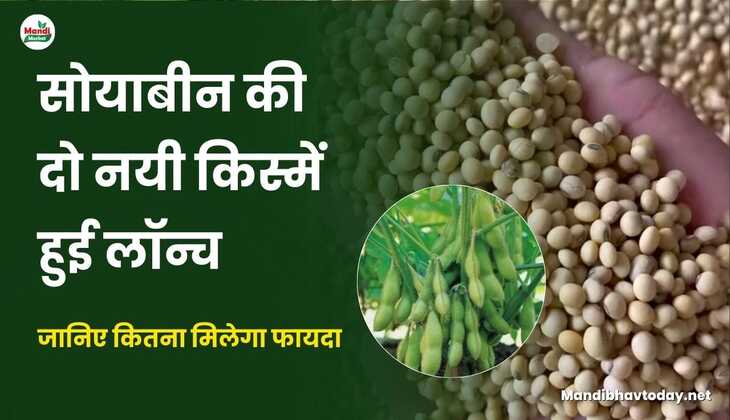 सोयाबीन की दो नयी किस्में हुई लॉन्च | जानिए कितना मिलेगा फायदा