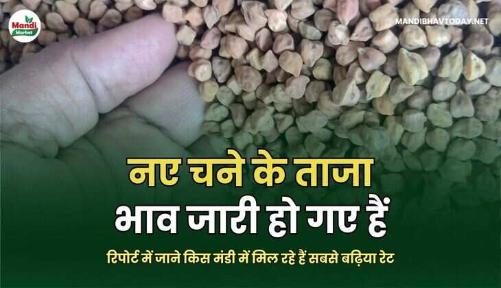 नए चने के ताजा भाव जारी हो गए हैं | रिपोर्ट में जाने किस मंडी में मिल रहे हैं सबसे बढ़िया रेट