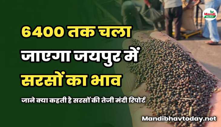 6400 तक चला जाएगा जयपुर में सरसों का भाव | जाने क्या कहती है सरसों की तेजी मंदी रिपोर्ट