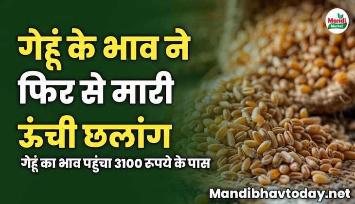 गेहूं के भाव ने फिर से मारी ऊंची छलांग | गेहूं का भाव पहुंचा 3100 रूपये के पास 