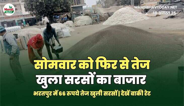 भरतपुर में 66 रुपये तेज खुली सरसों | देखें बाकी रेट