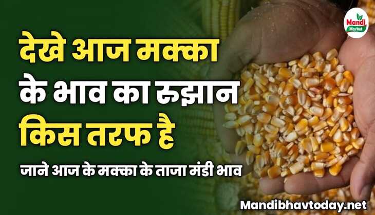 देखे आज मक्का के भाव का रुझान किस तरफ है | जाने आज के मक्का के ताजा मंडी भाव 