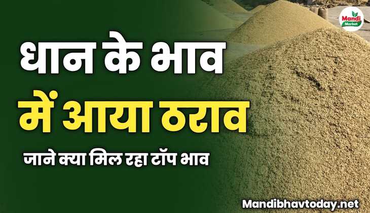 धान के भाव में आया ठराव | जाने क्या मिल रहा टॉप भाव 