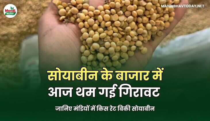 सोयाबीन