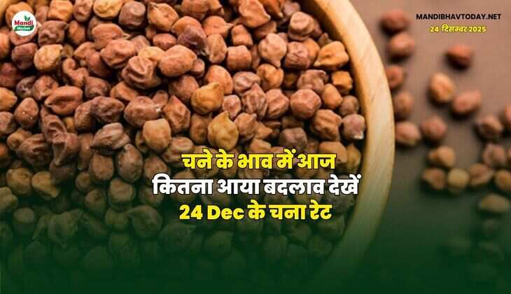 चने के भाव में आज कितना आया बदलाव | देखें 24 Dec के चना रेट
