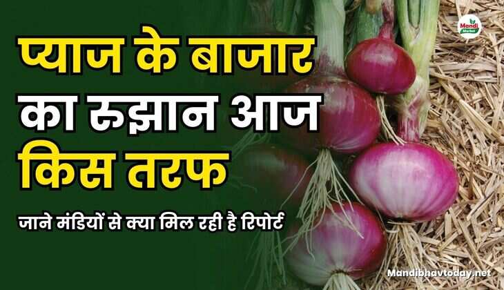 जानिए प्याज के बाजार से क्या मिल रही है रिपोर्ट