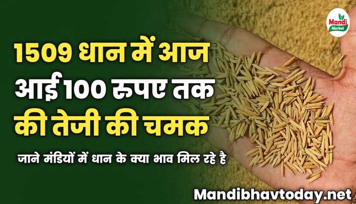 1509 धान में आज आई 100 रुपए तक की तेजी की चमक | जाने मंडियों में धान के क्या भाव मिल रहे है 