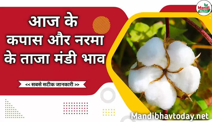 आज के नरमा और कपास के तजा भाव | Narma and Cotton live Rate today 17 October 2022 