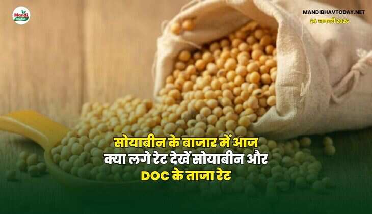 सोयाबीन के बाजार में आज क्या लगे रेट | देखें सोयाबीन और DOC के ताजा रेट