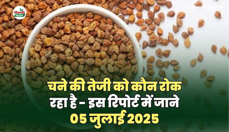 चने की तेजी को कौन रोक रहा है - इस रिपोर्ट&nbsp;में&nbsp;जाने