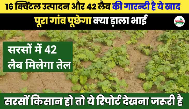 How to get 16 quintal mustard production from one acre