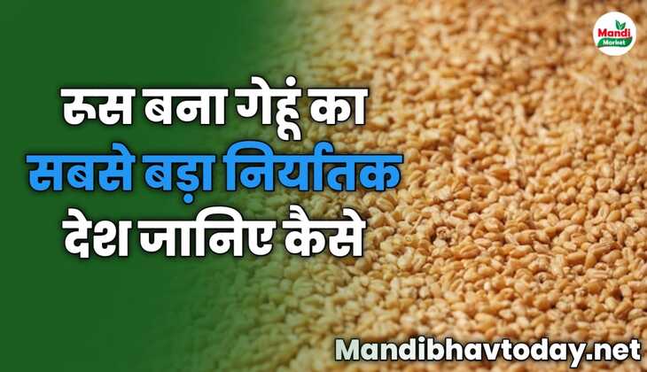 रूस बना गेहूं का सबसे बड़ा निर्यातक देश जानिए कैसे