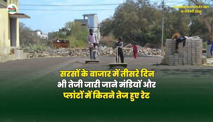 सरसों के बाजार में तीसरे दिन भी तेजी जारी | जाने मंडियों और प्लांटों में कितने तेज हुए रेट