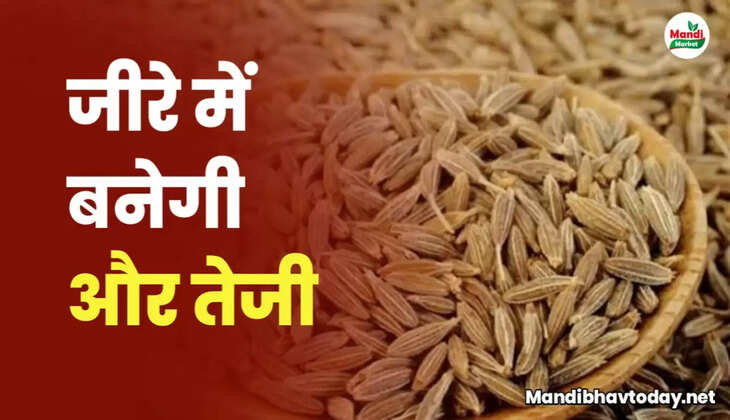 jeera rate today