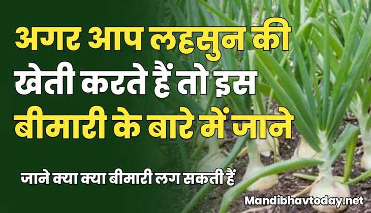 अगर आप लहसुन की खेती करते हैं तो इस बीमारी के बारे में जाने। जाने क्या क्या बीमारी लग सकती हैं।