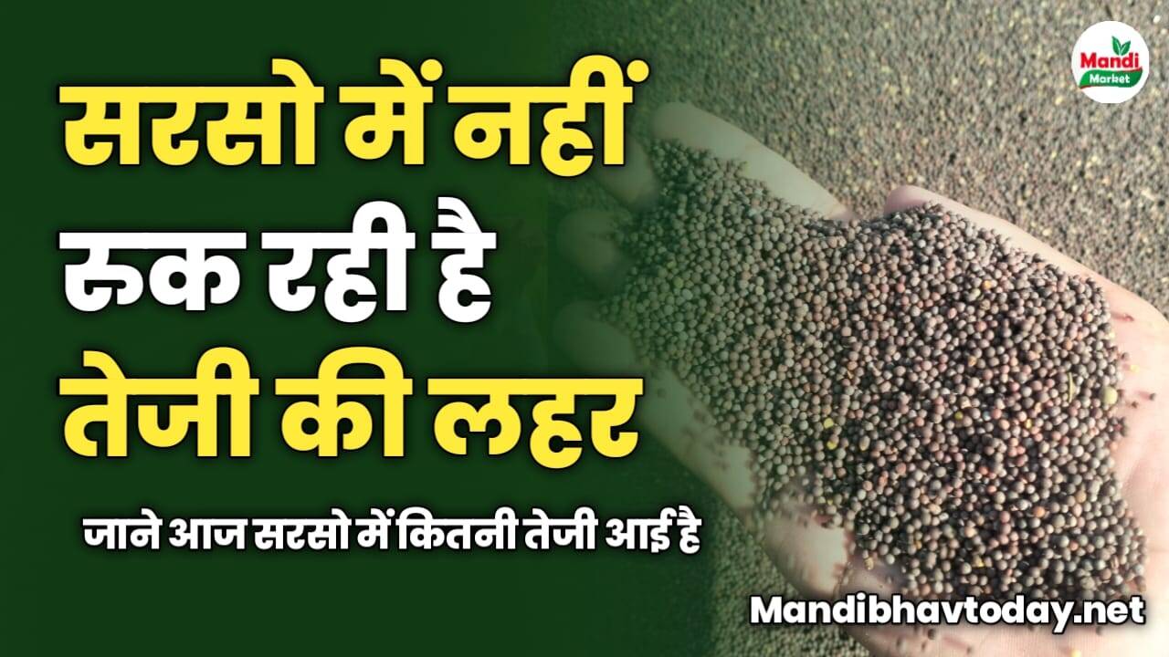 सरसो में नहीं रुक रही है तेजी की लहर | जाने आज सरसो में कितनी तेजी आई है