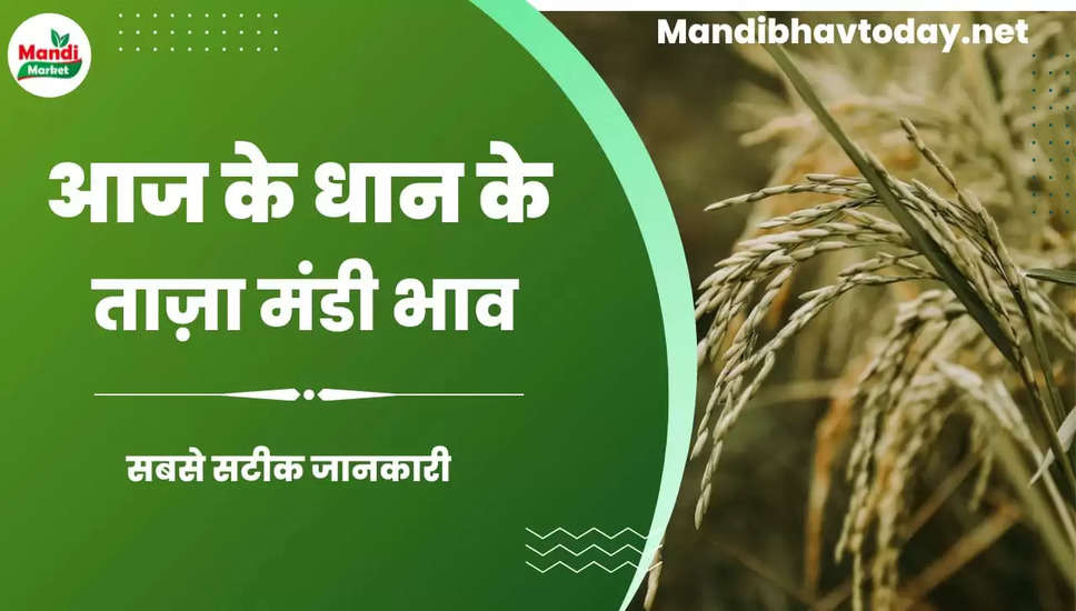 बासमती धान के ताजा भाव | Basmati Paddy Rate Today 24 February 2023