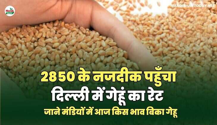 2850 के नजदीक पहुँचा दिल्ली में गेहूं का रेट | जाने मंडियों में आज किस भाव बिका गेहू