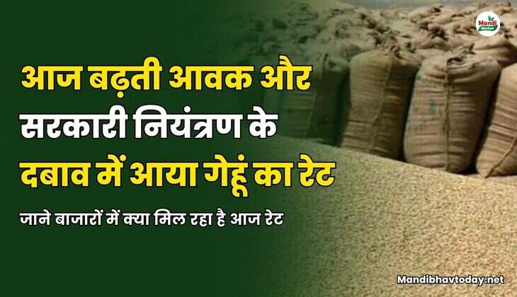 बढ़ती आवक और सरकारी नियंत्रण के दबाव में आया गेहूं का रेट | जाने बाजारों में क्या मिल रहा है आज रेट