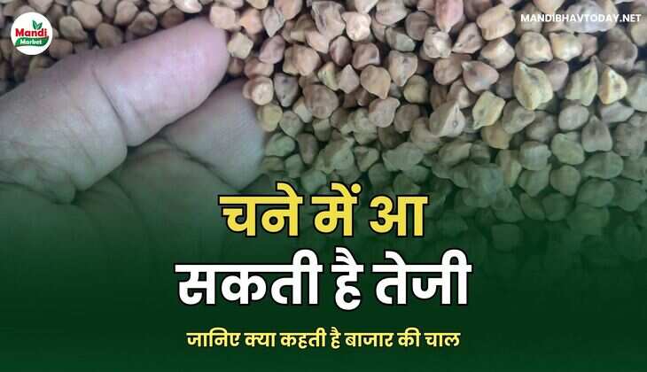 चने में आ सकती है तेजी। जानिए क्या कहती है बाजार की चाल
