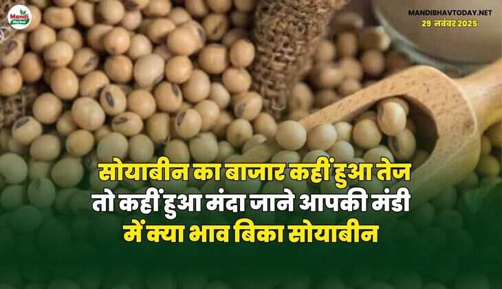 सोयाबीन का बाजार कहीं हुआ तेज तो कहीं हुआ मंदा | जाने आपकी मंडी में क्या भाव बिका सोयाबीन