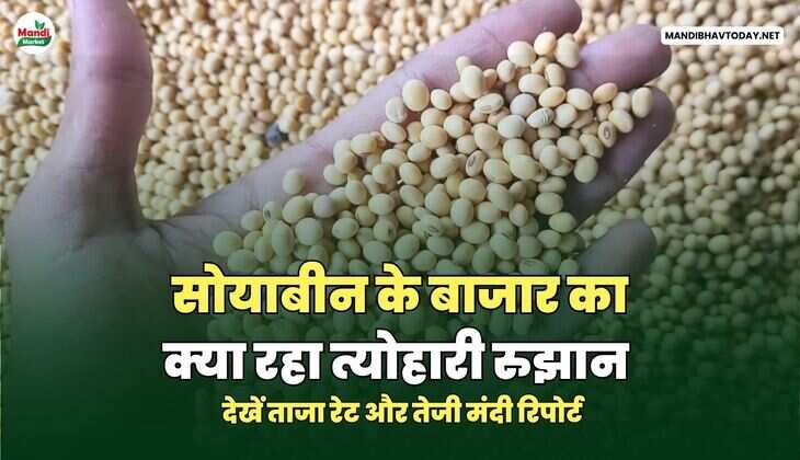 सोयाबीन के बाजार का क्या रहा त्योहारी रुझान | देखें ताजा रेट और तेजी मंदी रिपोर्ट