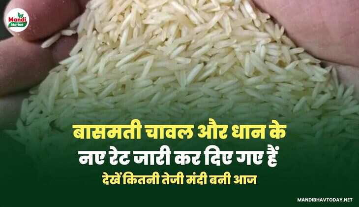 बासमती चावल और धान के नए रेट जारी कर दिए गए हैं | देखें कितनी तेजी मंदी बनी आज