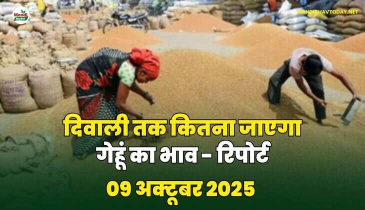 दिवाली तक कितना जाएगा गेहूं का भाव - रिपोर्ट
