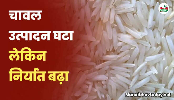 basmati rice rate