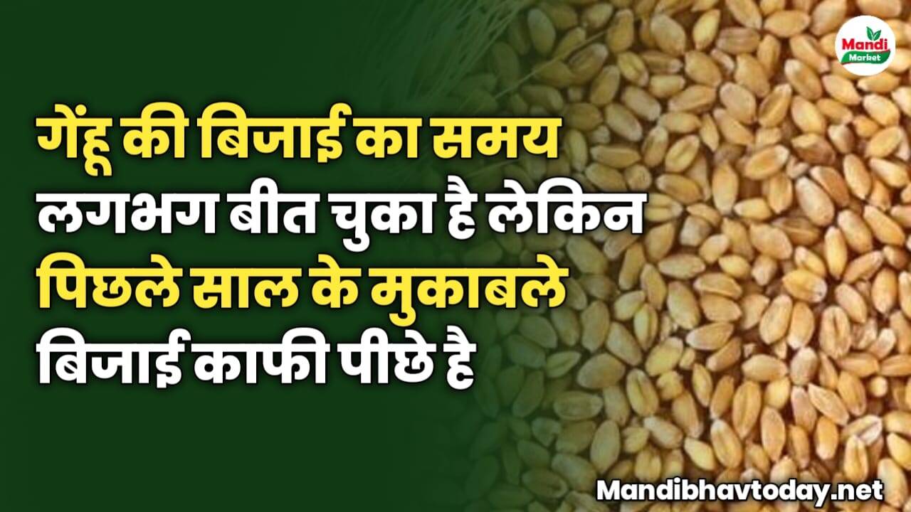 गेंहू की बिजाई का समय लगभग बीत चुका है लेकिन पिछले साल के मुकाबले बिजाई काफी पीछे है