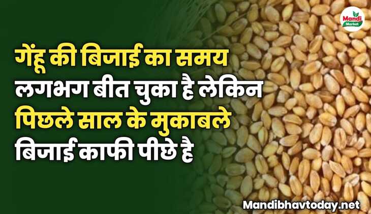 गेंहू की बिजाई का समय लगभग बीत चुका है लेकिन पिछले साल के मुकाबले बिजाई काफी पीछे है